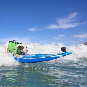 Fundraising Page: Faith The Surfing Pitbull Wall